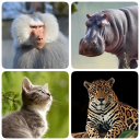 Mammals – Learn All Animals in Photo - Quiz! Icon