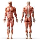 Anatomy Muscles icon