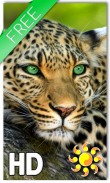 Leopard Live Wallpaper screenshot 0