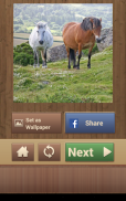 Horse Puzzles Free screenshot 15