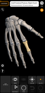 Esqueleto | Anatomía 3D screenshot 6