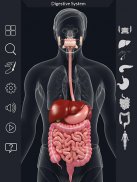 Digestive System Anatomy screenshot 3