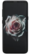 Rose Wallpapers screenshot 6