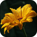 Raindrops on Flower Wallpaper Icon