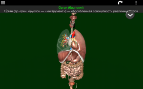 Внутренние органы в 3D (анатомия) screenshot 8