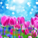 Spring Flower Live Wallpaper