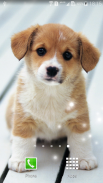 Puppies Live Wallpaper screenshot 4