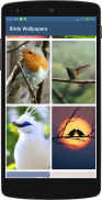 Bird Wallpapers HD screenshot 3