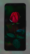 Rose Wallpapers screenshot 3