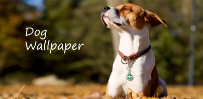 Dog Wallpapers