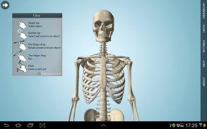 Anatomy 3D - Anatronica screenshot 1