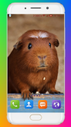 Guinea Pig Wallpaper screenshot 9