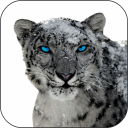 Snow Leopard Video Wallpapers Icon