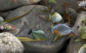 MyLake 3D Aquarium screenshot 3