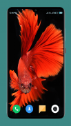 Betta Fish Wallpapers 4K screenshot 8