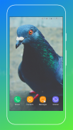 Pigeon Wallpaper screenshot 0