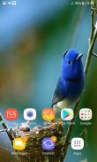 Bird Childs Live Wallpaper screenshot 2