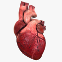 Cardio3D Icon