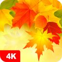 Autumn Wallpapers 4K