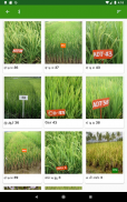 Paddy Varieties screenshot 6