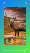 Deer Wallpapers screenshot 4