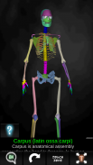 Osseous System in 3D (Anatomy) screenshot 11