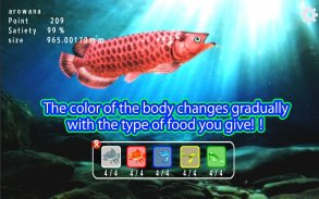 Arowana raising from fry screenshot 6