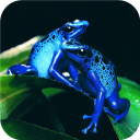 Poison Frog. Smart Wallpaper