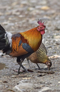 Red junglefowl sounds screenshot 0