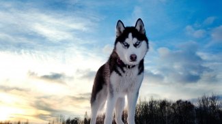 Siberian Husky Wallpapers : backgrounds hd screenshot 17
