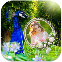 Peacock Photo Frames Icon