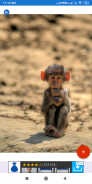 Monkey Wallpapers: HD images, Free Pics download screenshot 5