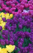 Colorful Tulips Live Wallpaper screenshot 0
