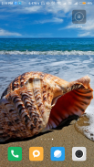 Seashell wallpaper HD screenshot 2