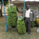 KALRO New Banana Varieties