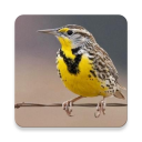 Meadowlark Bird Sounds ~ Sclip.app