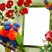 Rainbow Lorikeet Insta DP screenshot 1