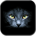 Schwarze Katzen Hintergrund Icon