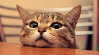 Cat Lover HD Wallpapers screenshot 1