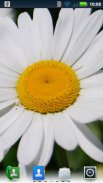 Daisies Live Wallpaper screenshot 5