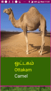 Learn Tamil Wildlife and Body Parts Names screenshot 14