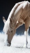 Horse Wallpapers screenshot 0