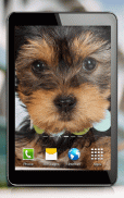 Cute Dogs Live Wallpaper screenshot 5