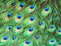 Feathers wallpapers screenshot 6