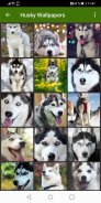 Husky Wallpapers screenshot 2