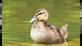 Baby Animal Sounds for Kids screenshot 13