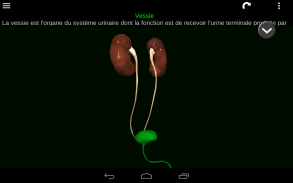Organes Internes en 3D (Anatomie) screenshot 22