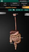 Órganos 3D (anatomía) screenshot 1