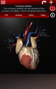 Circulatory System 3D Anatomy screenshot 5