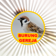 Bird: Eurasian Tree Sparrow screenshot 4